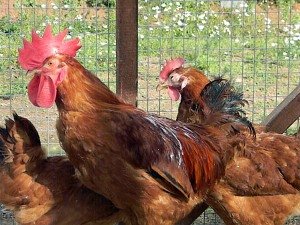 Єреванські курки: смачне мясо і хороша продуктивність