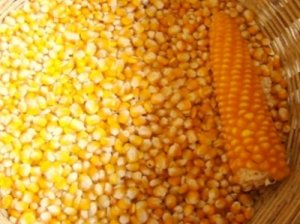 Корми для курей: все про те, чим ви збираєтеся годувати птахів