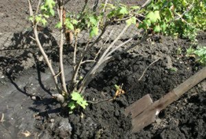 Посадка смородини навесні – всі тонкощі роботи і правила догляду + відео