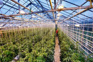 Освітлення теплиць взимку – який освітлювальний прилад вибрати? + відео