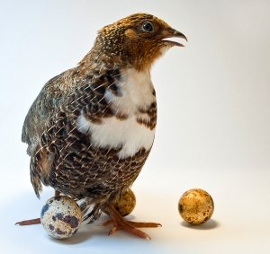 Клітки для перепелів своїми руками, креслення, розміри, виготовлення саморобних конструкцій