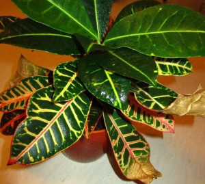 Квітка кратон – догляд для нормального розвитку і росту квітки + відео