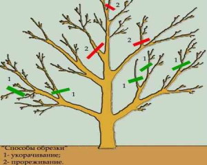 Обрізка саду – коли її краще проводити і з чого почати? + Відео