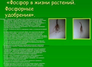 Азотно фосфорно калійне добриво – застосування, пропорції, строки + Відео