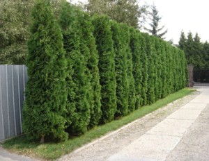 Жива огорожа на дачі – основи обрізки та стрижки + Відео