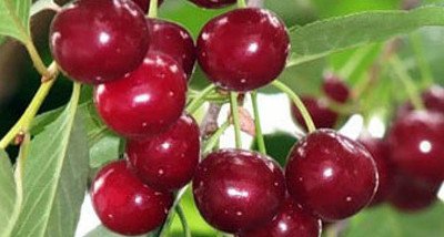 Великоплідна і солодка вишня Живиця порадує регулярним урожаєм