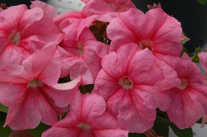 Квіти петунії – посів та догляд для нормального росту рослин + відео