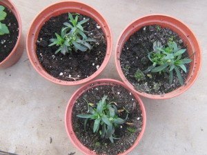 Гвоздика Шабо ? все про вирощування квітки та догляді за ним + відео