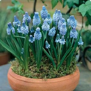 Посадка цибулинних рослин: як провести роботи по висадці? + відео