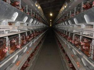 Сірі киргизькі кури   утримання та догляд