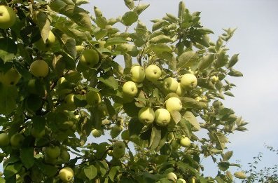 Папіровка   раннєлітній і високоврожайний сорт яблуні