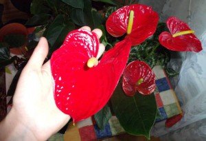 Квітка антуріум: догляд для росту і розвитку рослини + відео Квітка антуріум: догляд для росту і розвитку рослини + відео