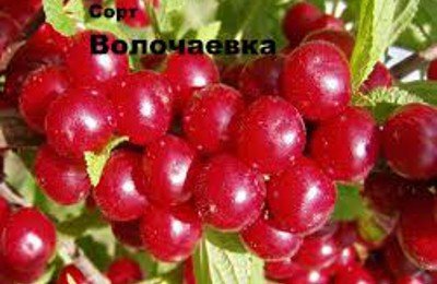 Зимостійка вишня Волочаєвкою: опис сорту та фото