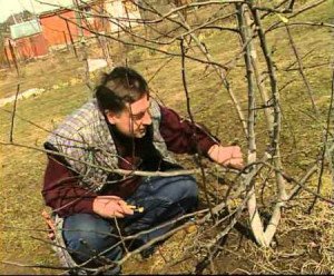 Обрізка волоського горіха навесні – не краще перенести на літо? + Відео