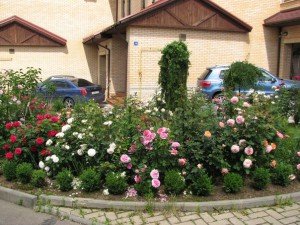 Домашнє квітникарство і присадибне – що потрібно знати любителю? + відео