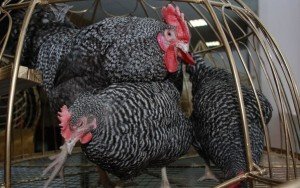 Сірі киргизькі кури   утримання та догляд