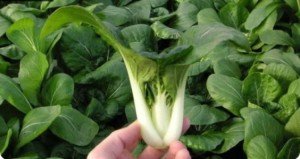 Капуста кольрабі: посадка і догляд для швидкого росту і врожаю + відео