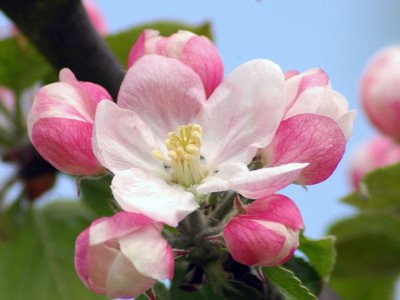 Яблуня Орлик: опис та фото сорту, боротьба з шкідниками і хворобами