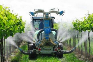 Філоксера винограду – не так страшна, як її бояться! + Відео