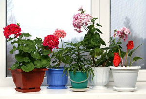 Кімнатне квітникарство – як доглядати за оранжереєю в будинку? + відео