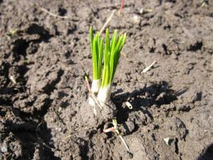 Посадка крокусів навесні – як створити весняний килим з шафрану? + Відео