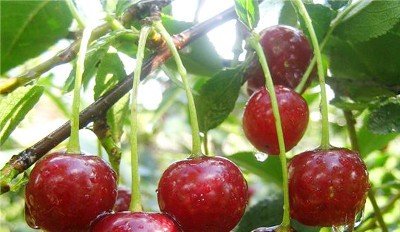 Вишня Маяк   довгожитель серед вишень, опис сорту та фото
