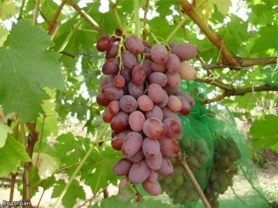 Виноград Водограй: опис сорту, фото, шкідники та детальна характеристика