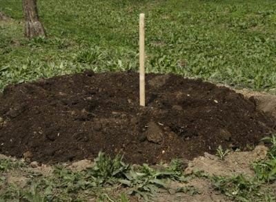 Білий налив: посадка і догляд за яблунями цього сорту