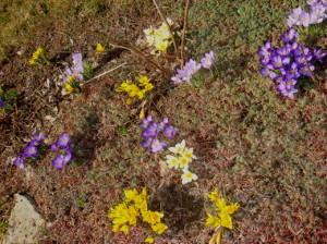 Посадка крокусів навесні – як створити весняний килим з шафрану? + Відео
