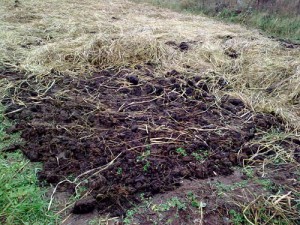 Підживлення смородини восени – правила внесення добрив + Відео
