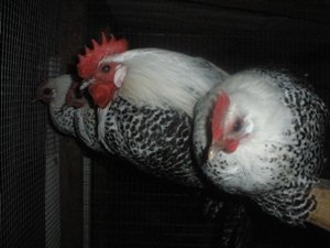 Кури Кампин сріблястий   продуктивність і краса на подвіря