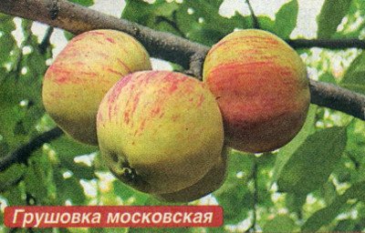 Яблуня Грушівка Московська — благословенний привіт північного літа.