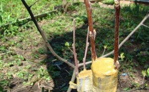 Щеплення яблуні навесні – перевірені методи + Відео