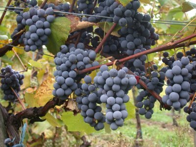 Виноград Аттіка : опис столового, раннеспелого сорти кишмишу і фото