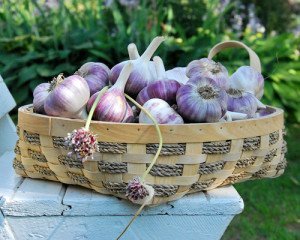 Заготівля часнику на зиму – рецепти консервування (маринуємо, солимо, квасимо) + Відео