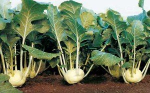 Капуста кольрабі: посадка і догляд для швидкого росту і врожаю + відео