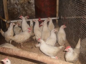 Карликові леггорны: маленькі кури з великою продуктивністю яєць