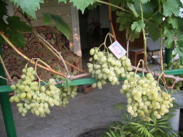 Виноград Захват мускатний: опис сорту, фото, історія селекції та характеристики