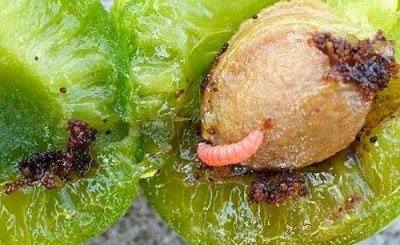Слива Скороплодная: опис китайського сорту, характеристики і фото