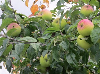 Яблуня Березнева: опис та фото сорту, посадка і догляд