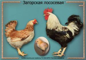 Загорська лососева – одна з найбільш юних порід мясо яєчних курей: фото та опис