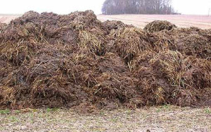 Натуральні добрива для городу – підживлення садових культур + відео