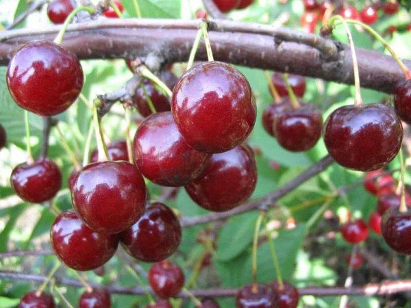 Молода вишня Десертна Морозова   популярний сорт