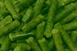 Кліткове утримання курей несучок: секрети та поради