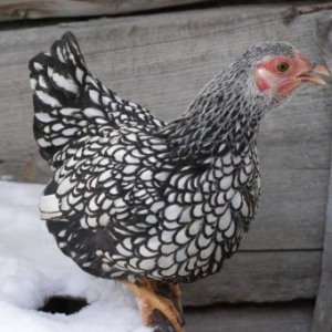 Інфекційний ларинготрахеїт у курей: один птах наражає на небезпеку всіх!
