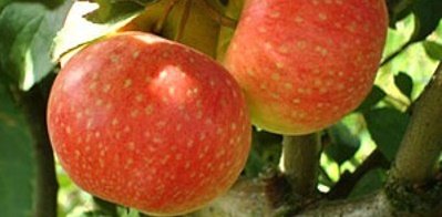Фото і повна інформація про яблуні сорті Олена