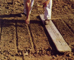 Посадка моркви навесні – закладаємо великий урожай + Відео