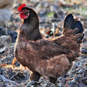 Природне виведення курчат   простий спосіб розмноження курей