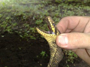 Змії в саду – як боротися з плазунами? + відео Змії в саду – як боротися з плазунами? + відео