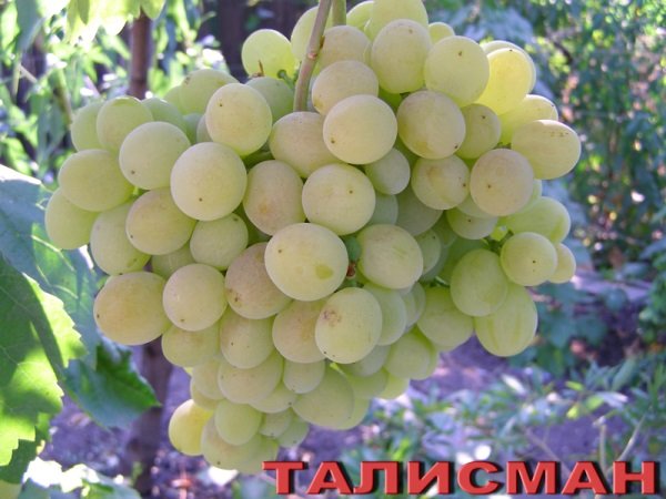 Кращі сорти винограду, які створила Красохина С. В.